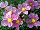 1663369808955 Wf Ingred Rose