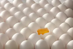Cracked Egg 63529623ab164 Cracked Egg 63529623ab164