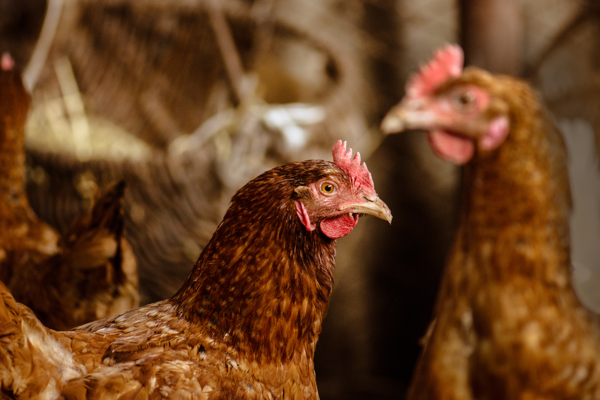 Hens 63d80ec0d24ef