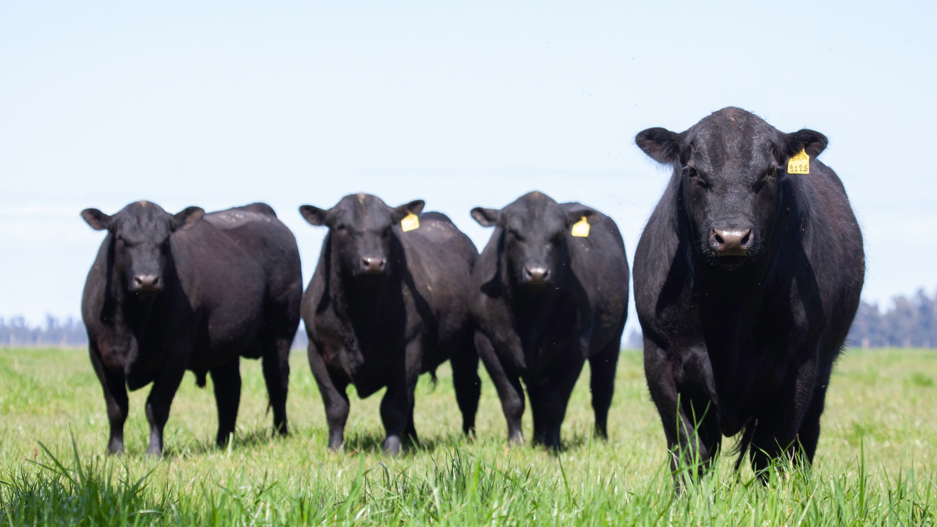 beef cattle in field