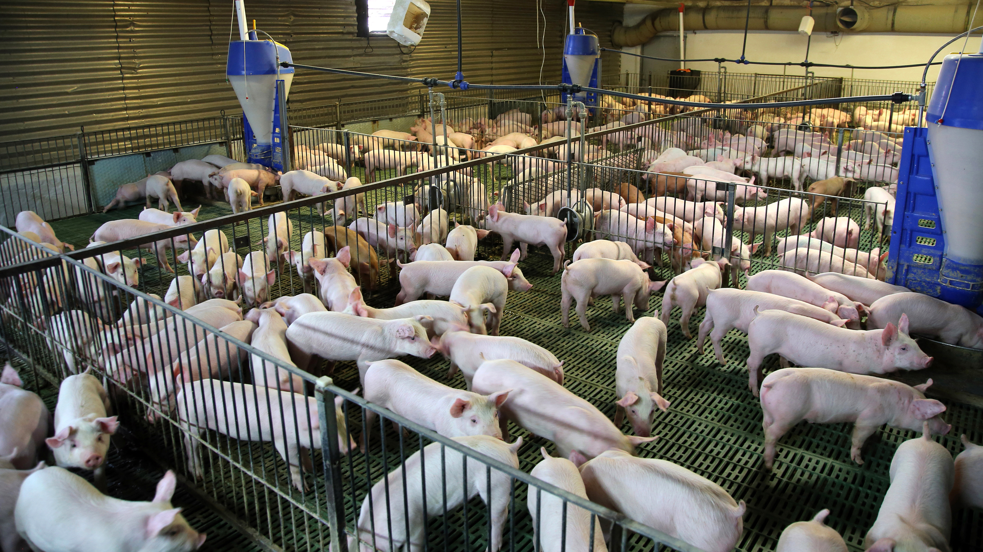 pigs housing pork production