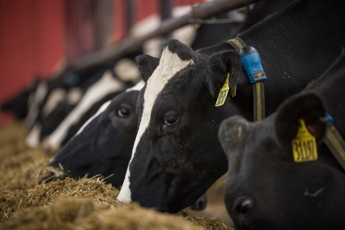Cows 6530105481a34