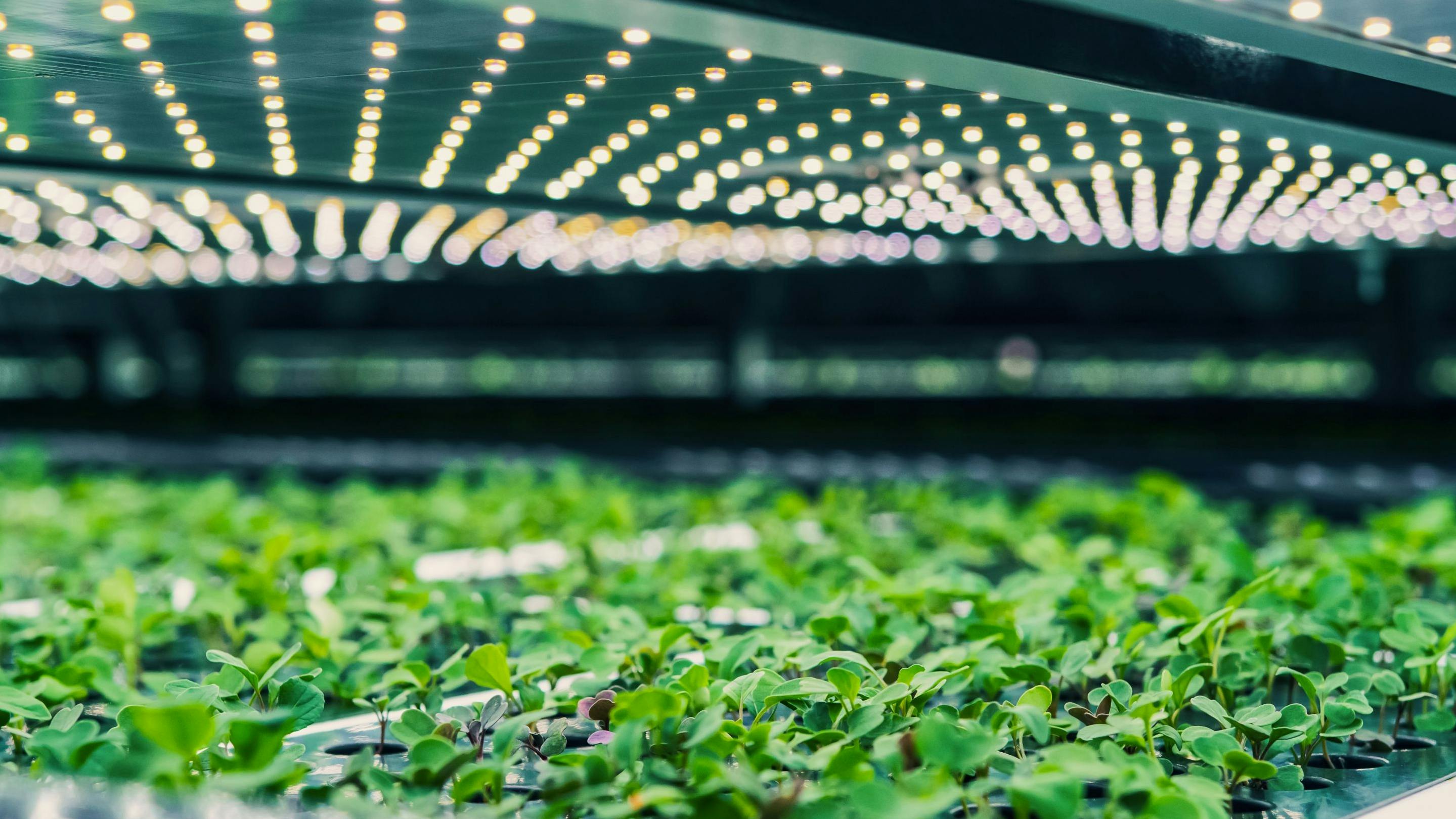 shutterstock_2424596097