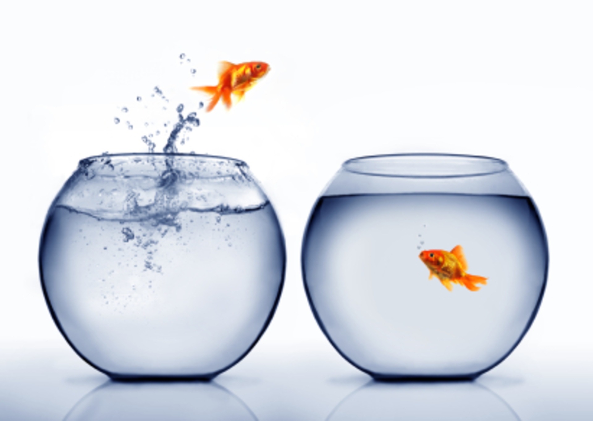 Fish Jump