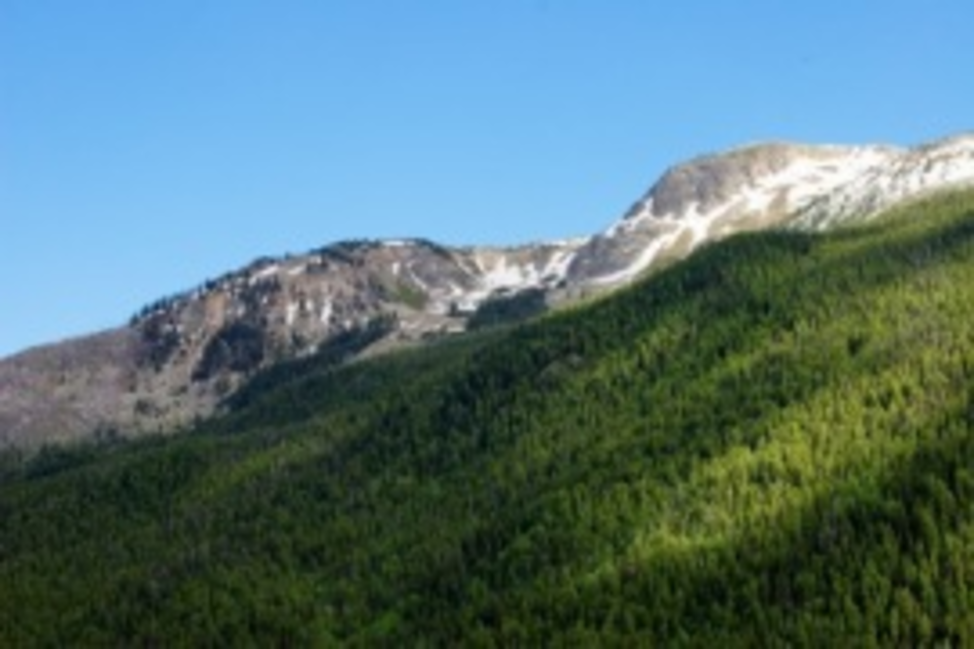 Forest Whiterivernatlpark 13749336 Smaller