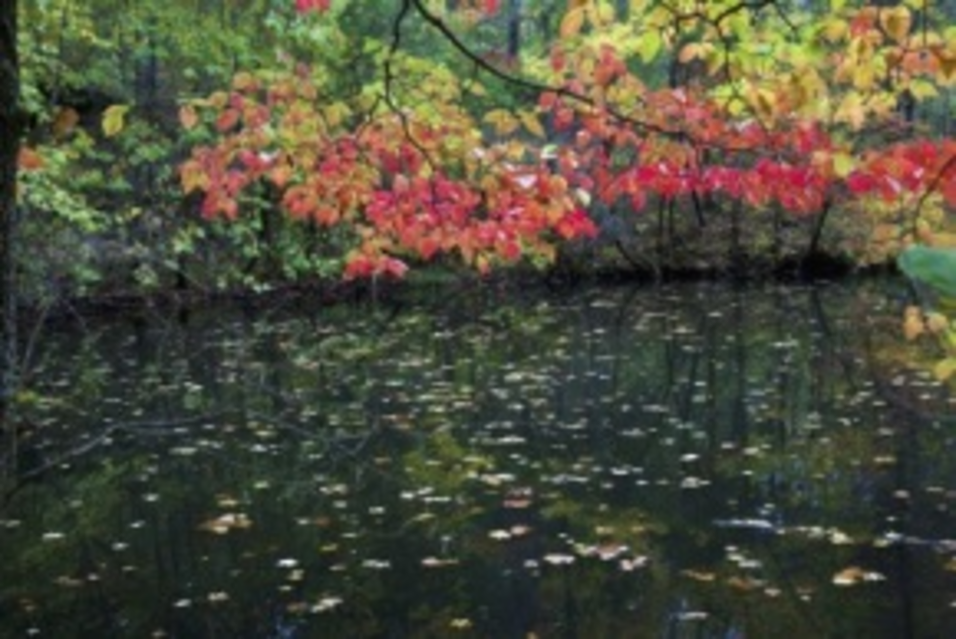 Arkansaspond 16303377 S