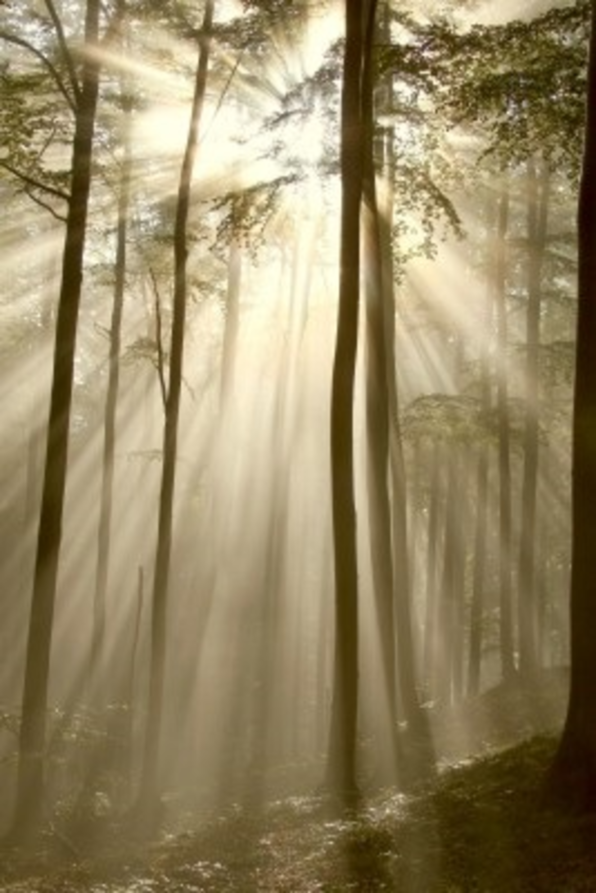 Sunlightthroughtrees 8480933 S