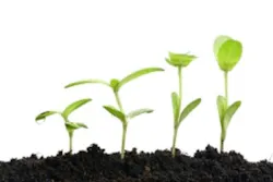 Plants 40798536 Smaller Plants 40798536 Smaller