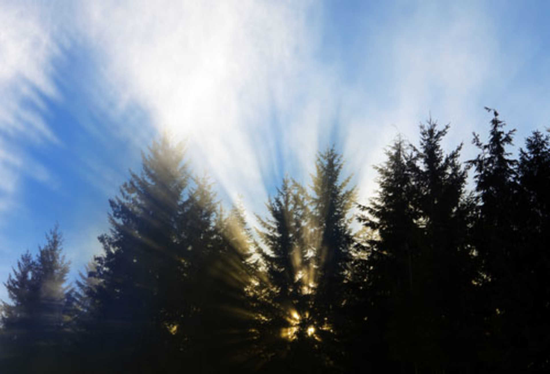 Treesfog Shutterstock 2548151 Smaller