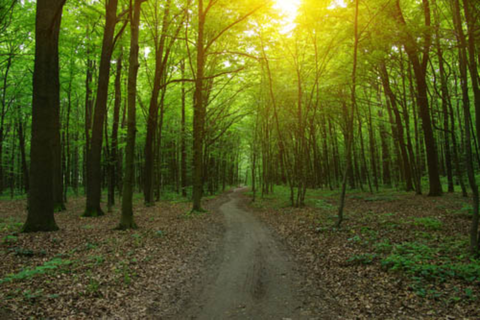 Lightthroughtrees Shutterstock 604098431smaller