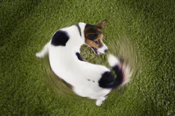 Shutterstock 145264762 Shutterstock 145264762