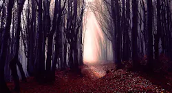 Bigstock Misty Forest Path Background 264894511 Smaller 5cca6be13b646 Bigstock Misty Forest Path Background 264894511 Smaller 5cca6be13b646