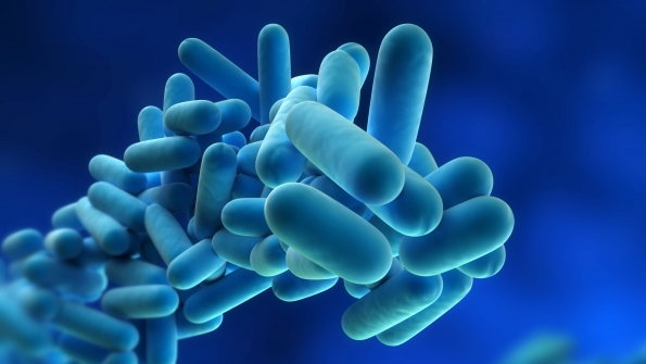 Legionella bacterium