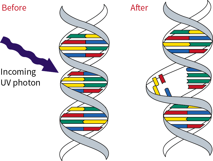 Light in the UV-C wavelength kills or inactivates a microorganism by disrupting its DNA.