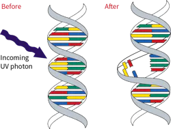 Light in the UV-C wavelength kills or inactivates a microorganism by disrupting its DNA. Light in the UV-C wavelength kills or inactivates a microorganism by disrupting its DNA.