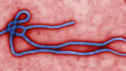 Ebola 5ced68feee0f8 Ebola 5ced68feee0f8