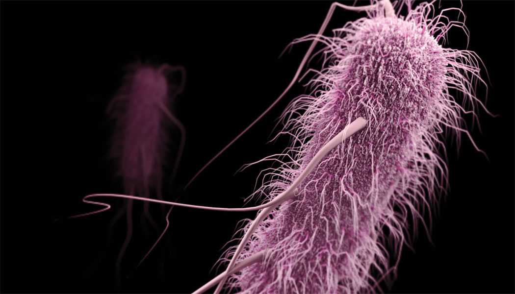 Ip Enterbacter 5cdc316629663