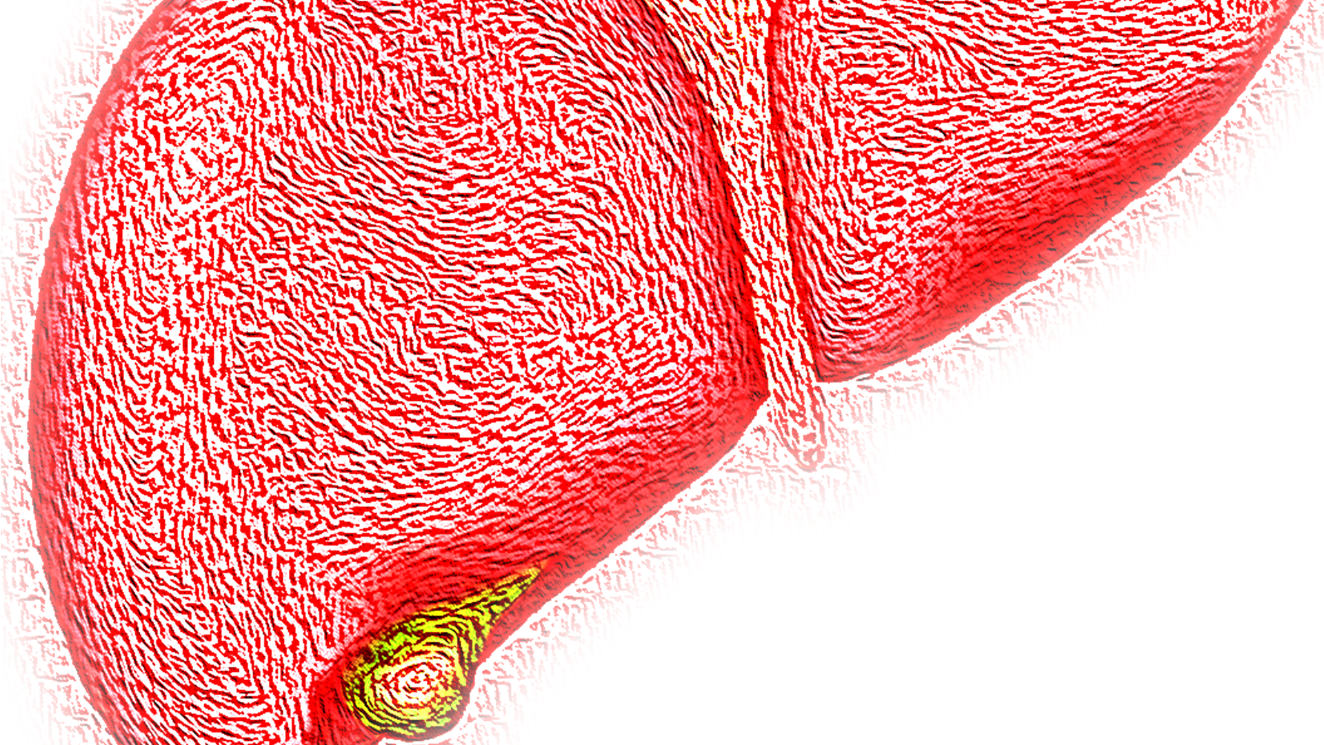 Liver 4081243 1920 5d48367db187a