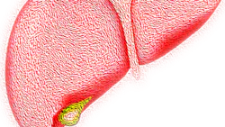 Liver 4081243 1920 5d48367db187a Liver 4081243 1920 5d48367db187a