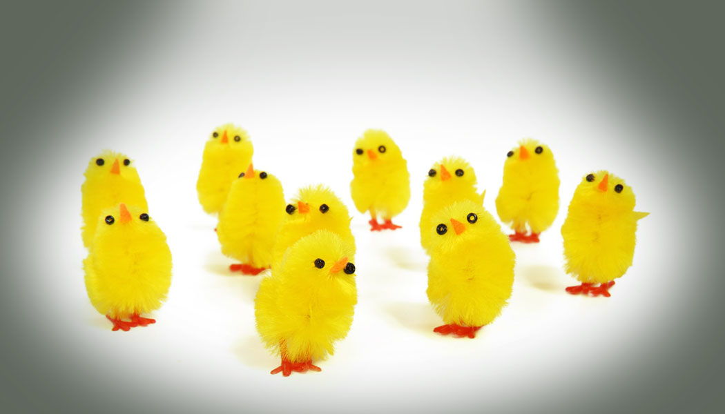 Chickens 5dcc5f43b3a36