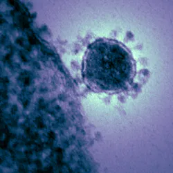 18114 Coronavirus From Cdc 18114 Coronavirus From Cdc