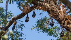 Photo courtesy of Smithsonian's National Zoo & Conservation Biology Institute Photo courtesy of Smithsonian's National Zoo & Conservation Biology Institute