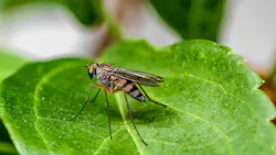 Image by Fabio Grandis from Pixabay Image by Fabio Grandis from Pixabay