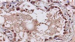 Photo courtesy of UC San Diego Health Photo courtesy of UC San Diego Health