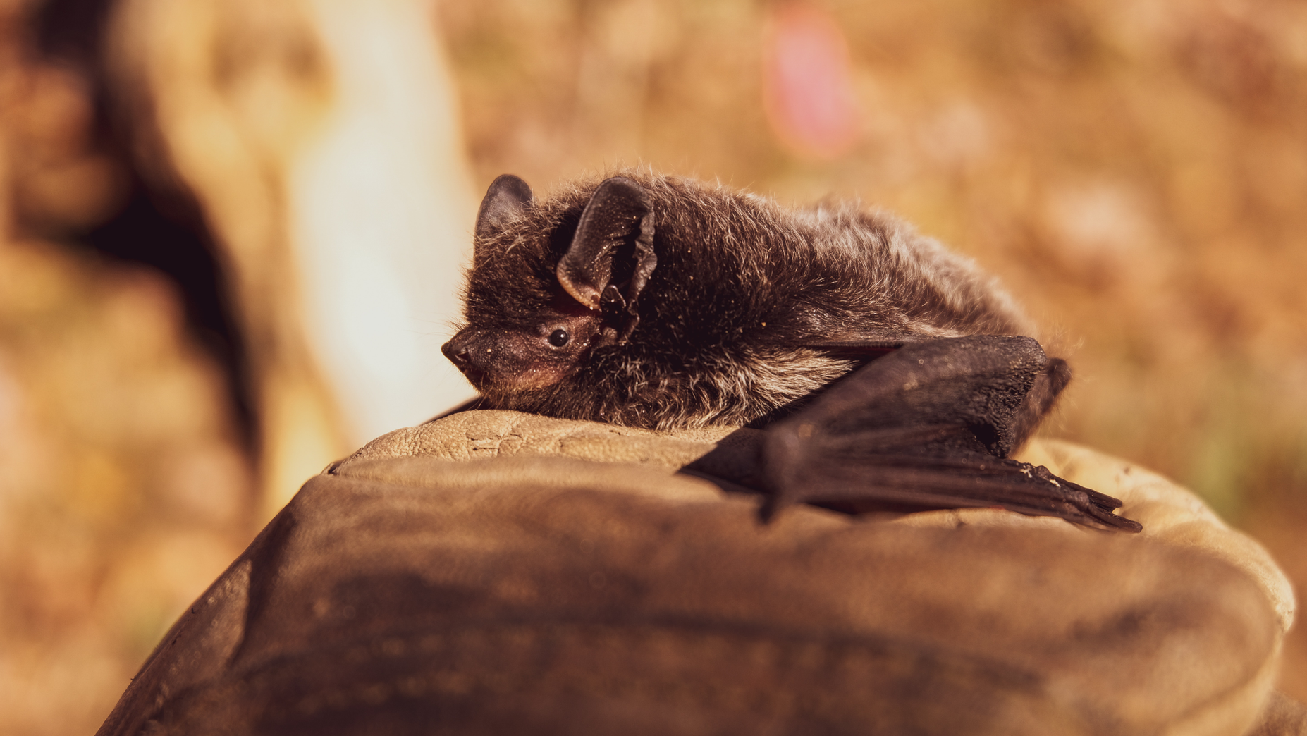 Pexels Hitchhike 3261020 618beffe66a0b