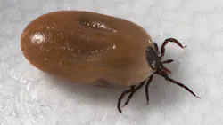 Courtesy of CDC Courtesy of CDC