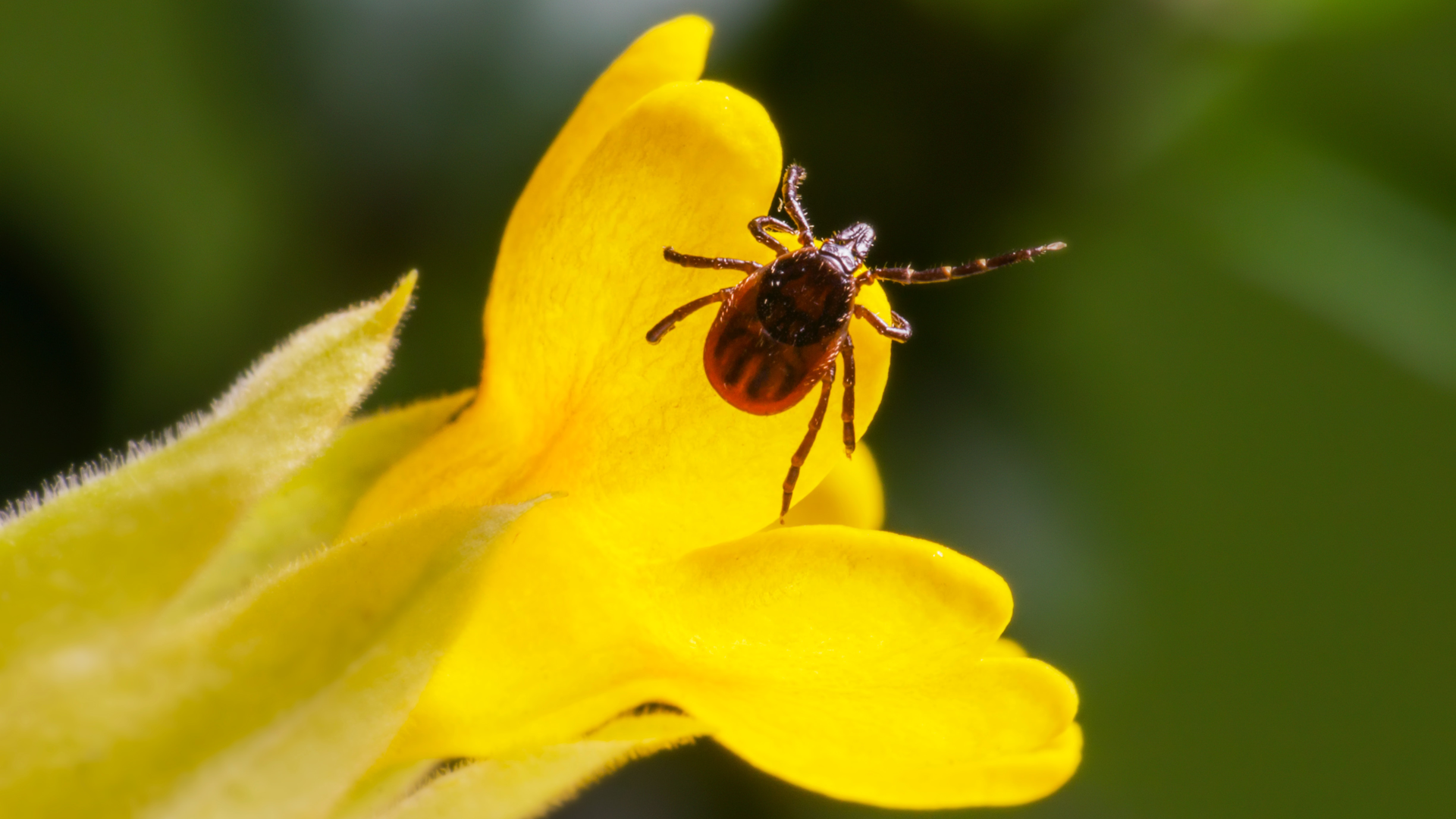 Pexels Erik Karits 3760420 62150b5a7deb8