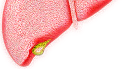 Liver 4081243 1920 625d856296772 Liver 4081243 1920 625d856296772