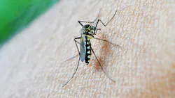 Mosquito 213805 1280 62617ca2ec2f1 Mosquito 213805 1280 62617ca2ec2f1