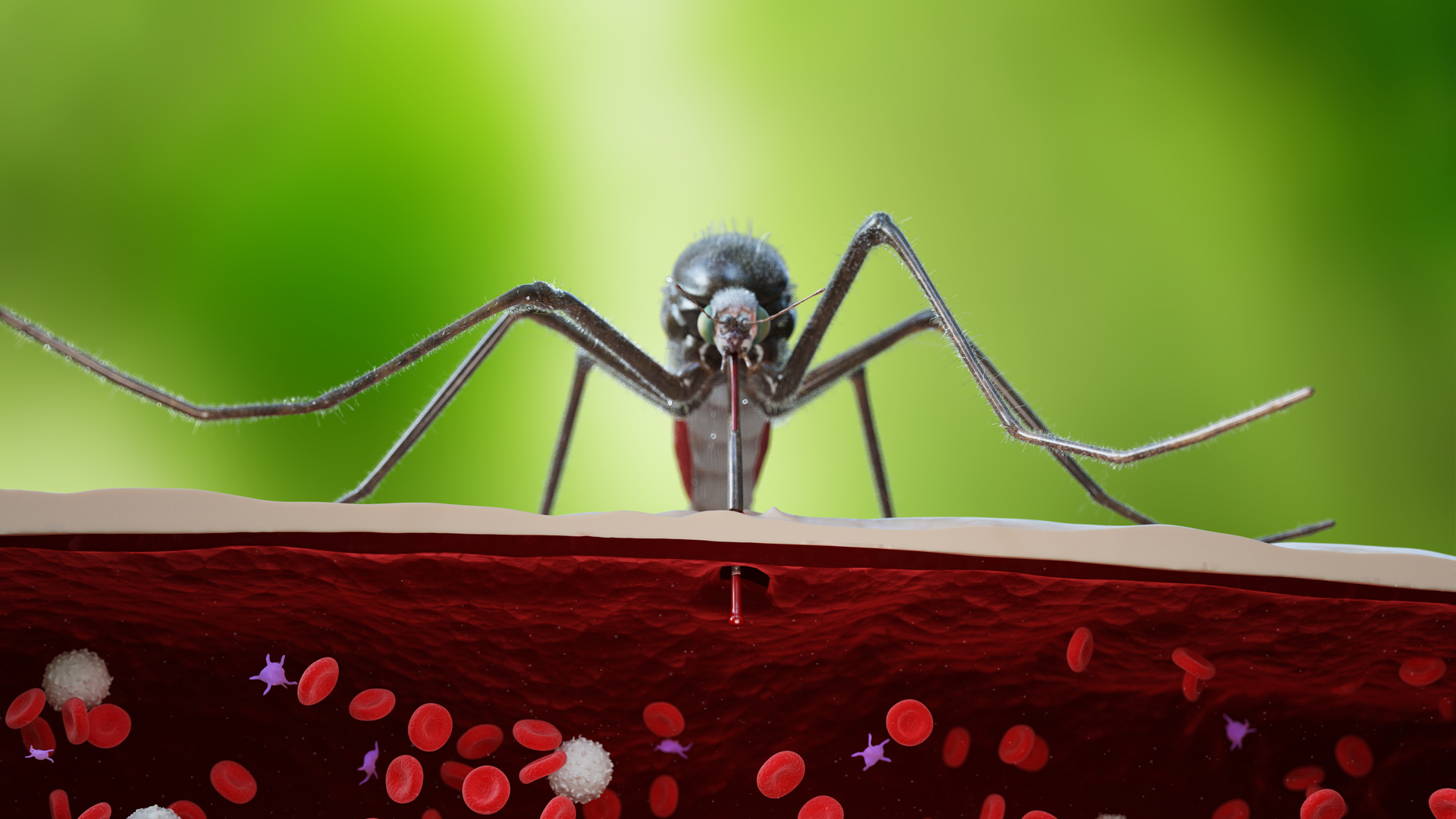 Adobe Stock 276496314 6282716bd0281