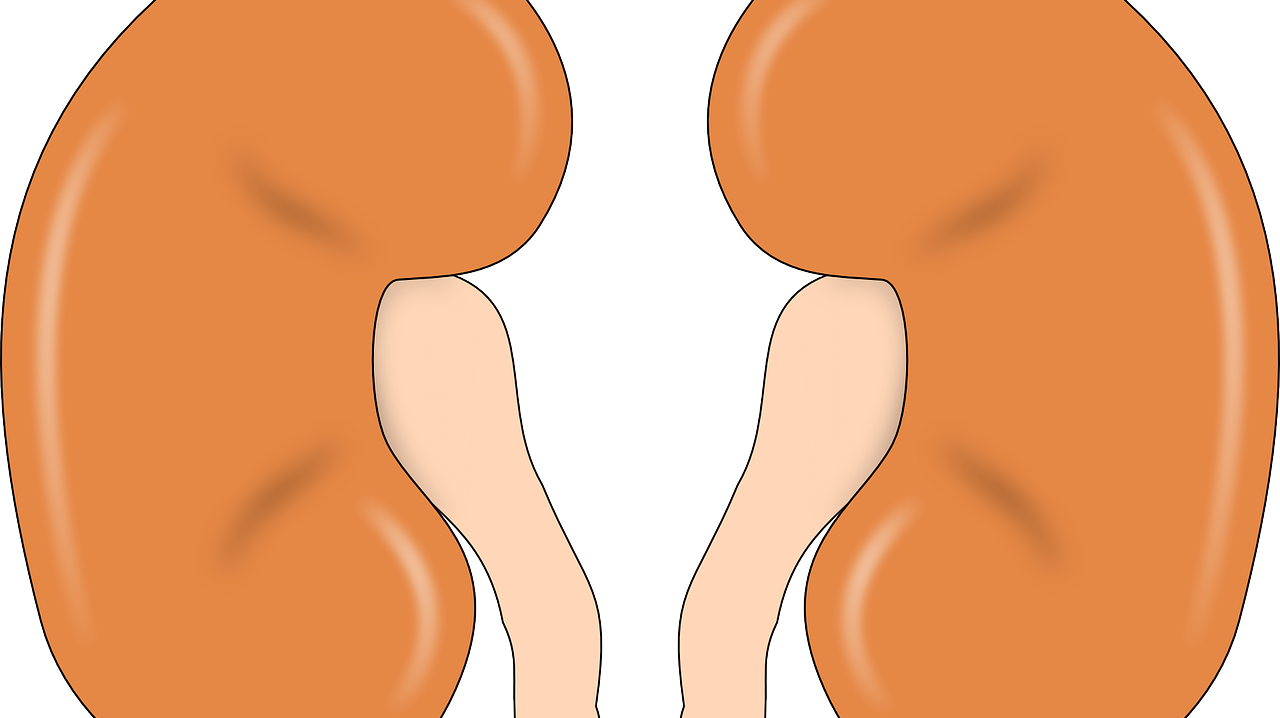 Kidney 147499 1280
