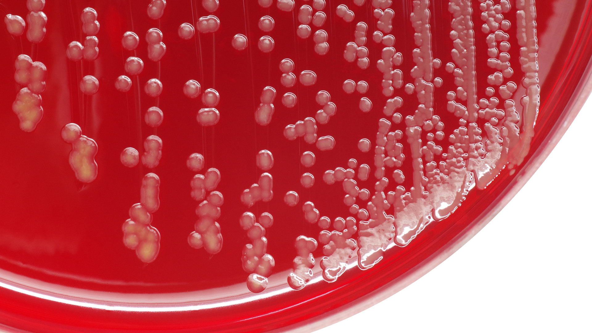 Dreamstime Xxl 68297348 645a4d617b96a