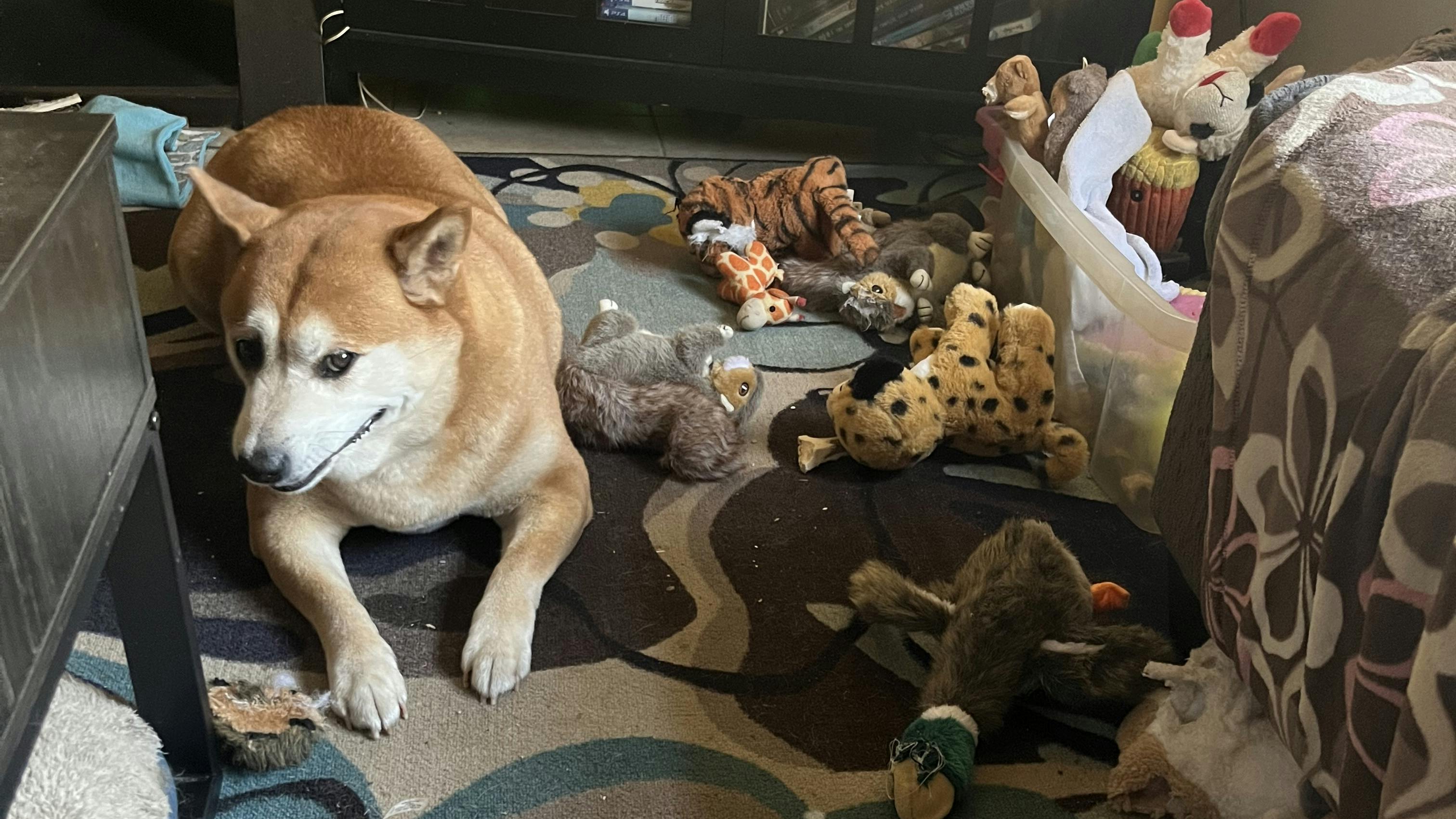 Wolfgang with his excessive toys.