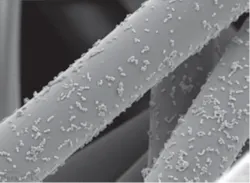 Bacteria on lint - image from “The Clinical Issue – Issue 8” article by Wava Truscott.4 Bacteria on lint - image from “The Clinical Issue – Issue 8” article by Wava Truscott.4