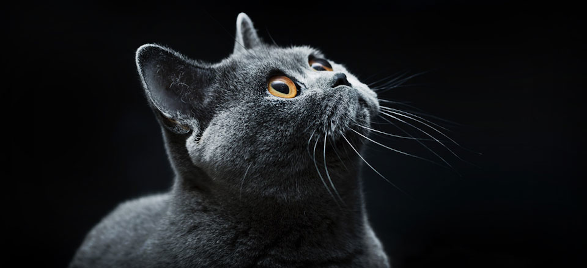 Pet Food Production Perks Up With Pneumatic Valves Hydraulics Pneumatics