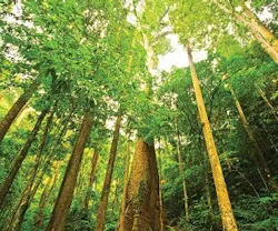 1652346873262 I 0114 Trees 1652346873262 I 0114 Trees