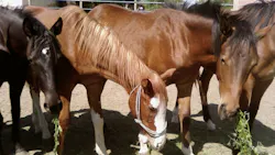 horse meat scandal horse meat scandal