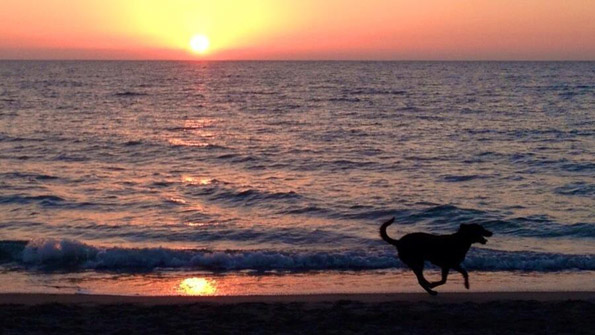 Dog Eat Dog Five Management Lessons From Mans Best Friend