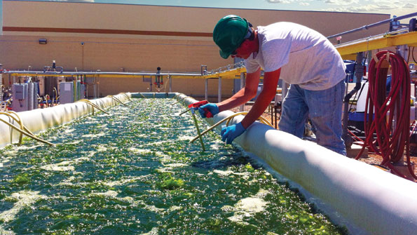 Heliae growing farm raised algae