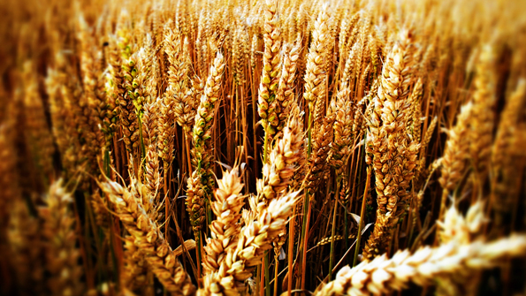 GMO Corn Soybeans Dominate US Market