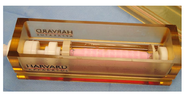 A labgrown trachea in the incubator