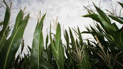 corn harvest corn harvest