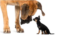 Small and big dog Small and big dog