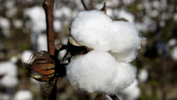 cotton cotton