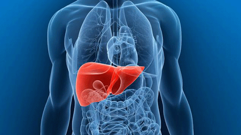 Scientists Create Human Liver From Stem Cells Industryweek