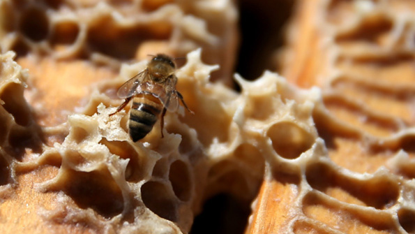 A honey bee walks on wax in a hive